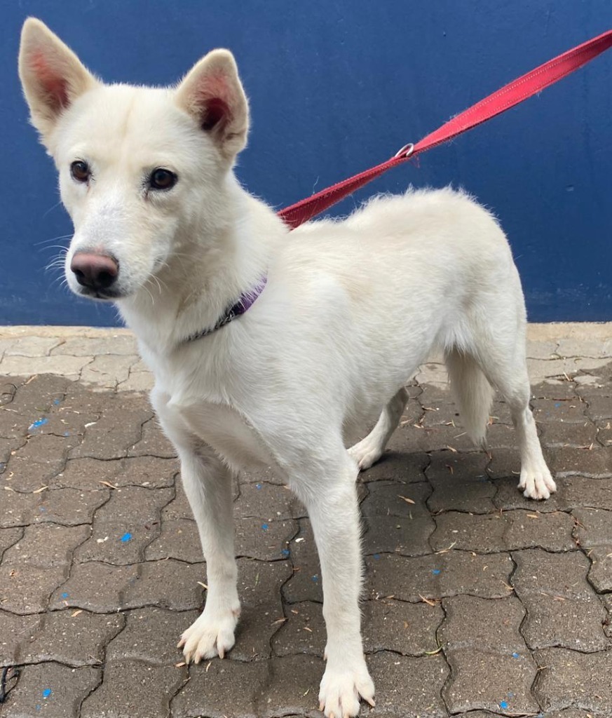 SPCA Windhoek — image from its website