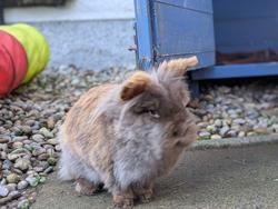 Moira, £220 still needed