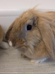 Yulan, £240