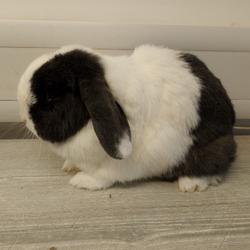 Anaya, £230 still needed