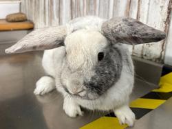 Adeline, £140 still needed