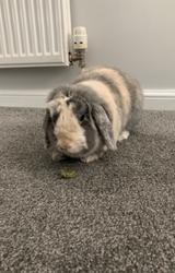 Arlo, £150 still needed