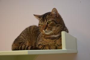 Albin