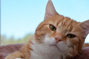 Fred