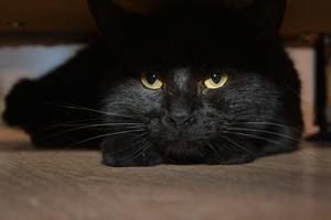 Thomas