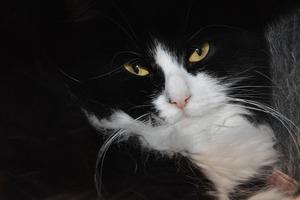 Verba