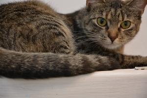 Thyra